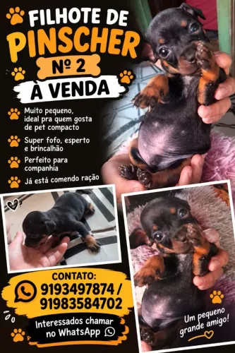 Lindo filhote