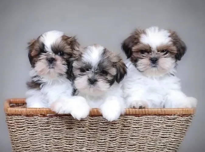 Filhotes de Shih tzu Mini