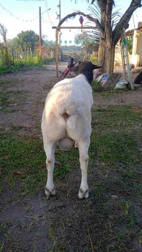 Vendo carneiro reprodutor dorper PURO
