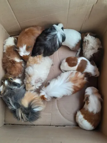 Filhotes várias raças