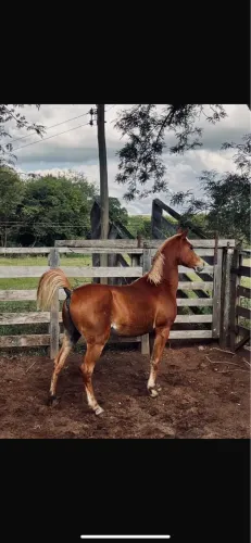 vendo cavalo árabe
