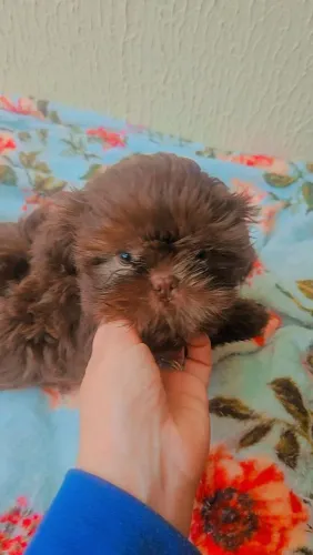 FILHOTE DE SHIH TZU MARROM FÍGADO MACHO
