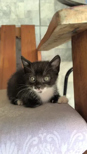 Filhote gata