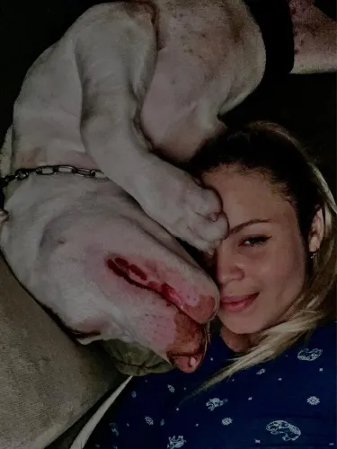 Vende-se filhote de American bullying xl 7 meses super dócil da patinha ama companhia