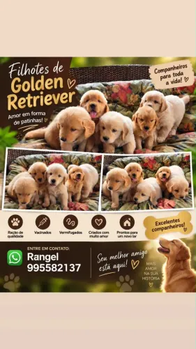Golden Retrível
