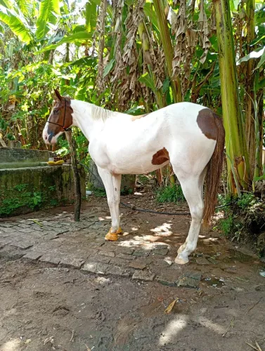 Potra Paint horse