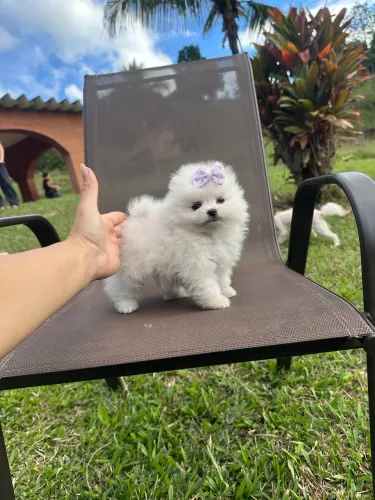 SPITZ ALEMÃO ANÃO(LULU DA POMERANIA)!!!