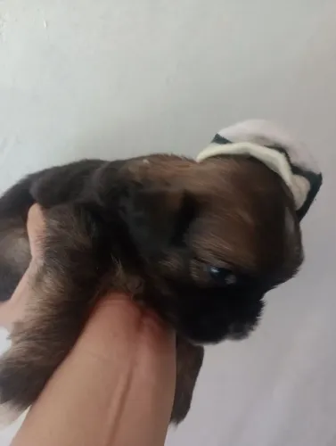 Vendo filhotes de Shitzu com poodles