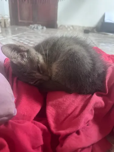 Adoção responsável Gatinha Cinza