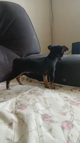 Pinscher numero O machinho