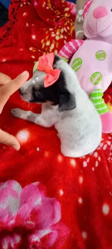 Pincher com lhasa feminha 