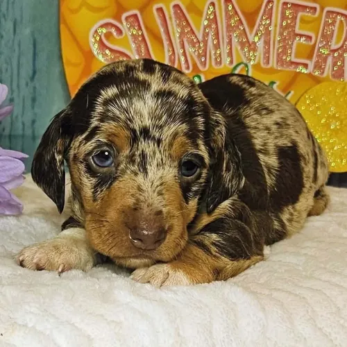 Leve alegria para sua casa com um Dachshund