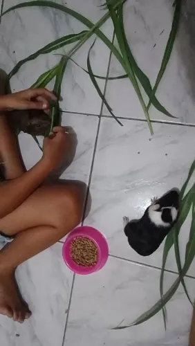 2 Porquinhos da Índia - filhote +cacos+bolsa de ração