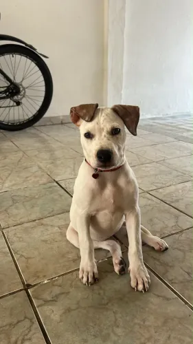 Filhote Pit monster fêmea valor a negociar