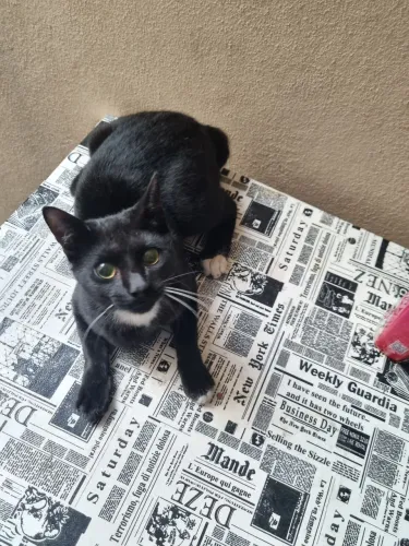 Doação de Gato + 50 reais. Leia a descrição!
