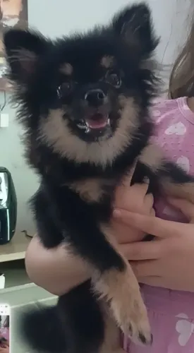 Spitz alemão Black and tan macho
