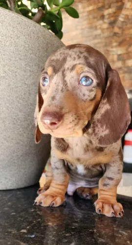 Dachshund - Amor Incondicional!!! Dispónível