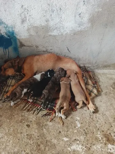 Doação de cachorrinhos