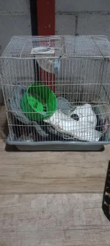 Gaiola ramester e passaro