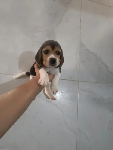 Filhote de Beagle fêmea 