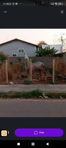 Cavalo 