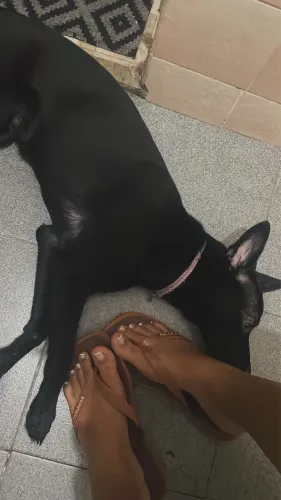Doação cachorra fêmea filhote