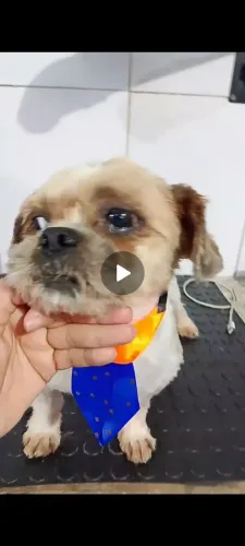 Doação Shitzu macho