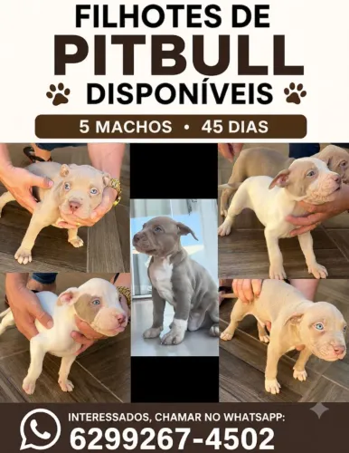Filhotes Pit Bull