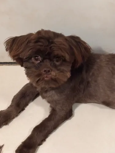 Shih tzu