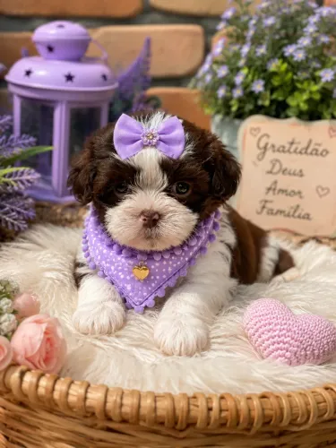 Filhotes de Shih tzu fêmea linhagem chocolate perfeita! 