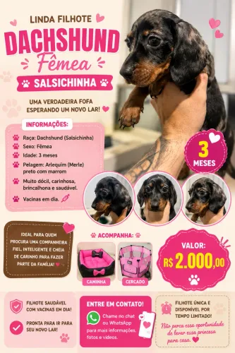Filhote Dachshund fêmea 