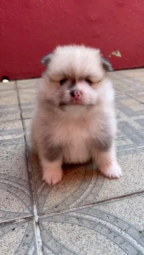 ? Filhote de Spitz Alemão (Lulu da Pomerânia) - Macho