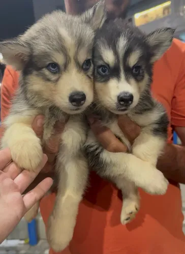 Husky siberiano 