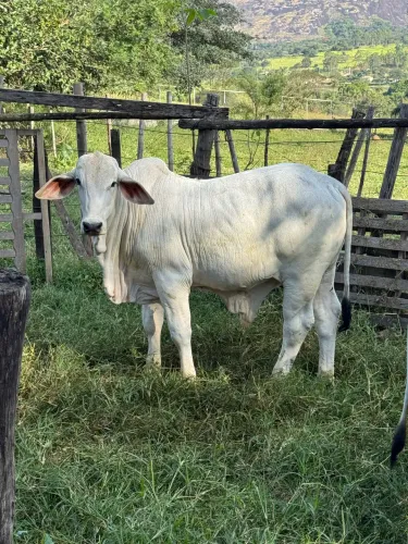 Tourinhos Nelore TABAPUÃ para reprodutor 