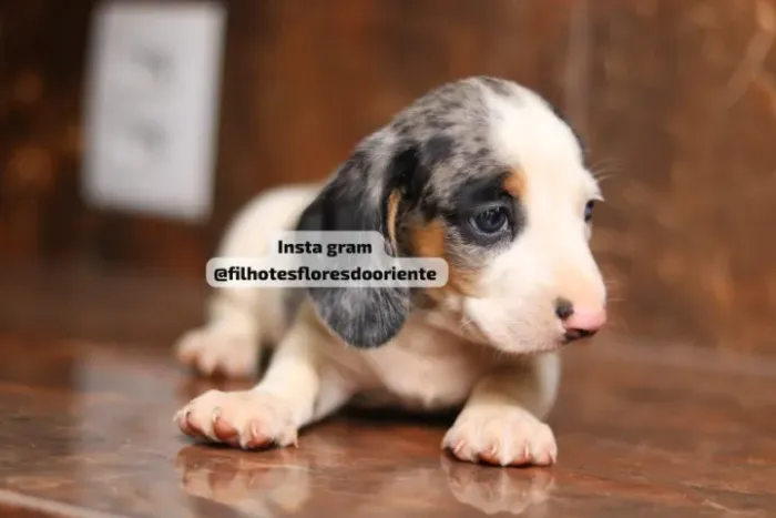 Dachshund Insta gram @filhotesfloresdooriente