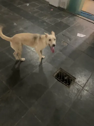 Cachorro para doacao