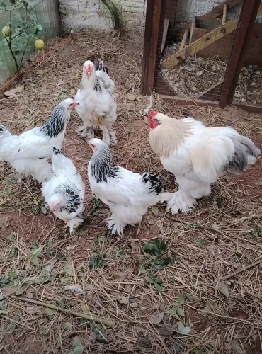 Pintinho de galinha Brhama 