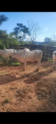 Vendo Gado Nelore