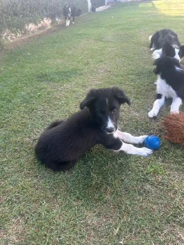 Filhote de Border Collie com 3 meses de idade