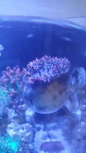 Coral enfeite