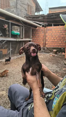 Pinscher chocolate
