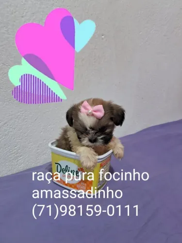 Mine shih tzu fêmeas perfeito pra espaço pequenos aceito cartões