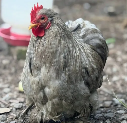 Galinho mini cochins 