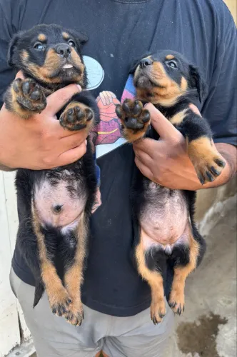 filhotes rottweiler 