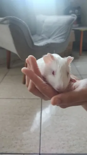 Porquinho da índia 