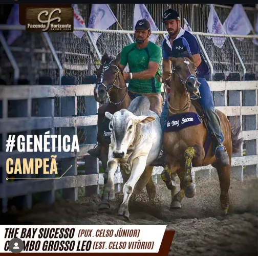 Cavalo de direita
