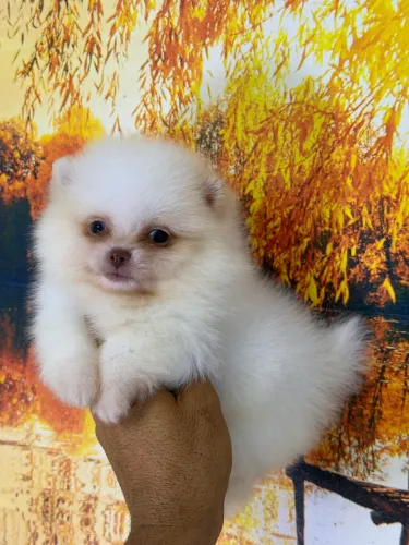 Lulu da Pomerania