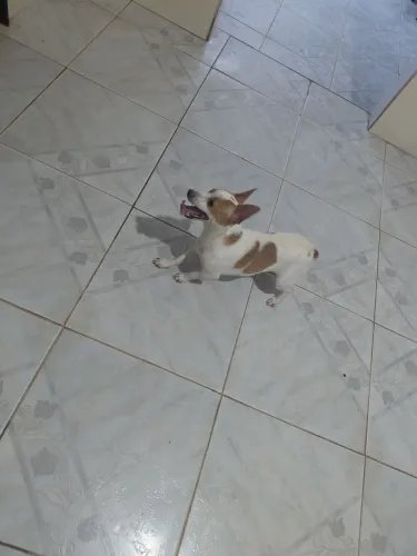 Vende-se Pinscher número 01fêmea adulta 