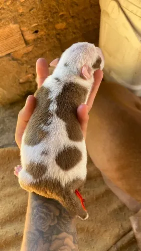 PITBULL RED HOUSE AMERICAN