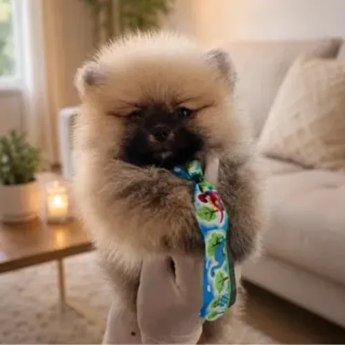 Filhote de Spitz Alemão (Lulu da Pomerânia) Padrão Ursinho - Macho